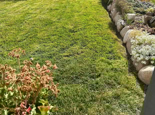 Lydia E.'s Lawn Service service result