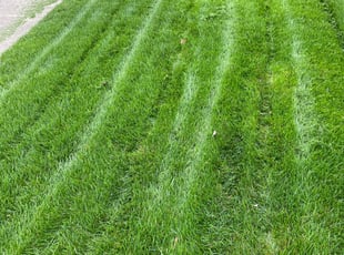 Arnita Y.'s Yard Cutting service result