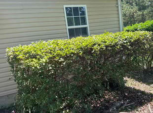 Lew W.'s Bush Trimming service result