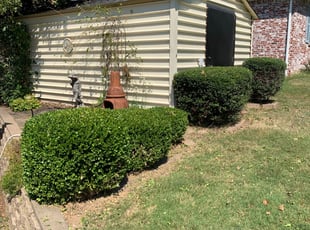 Bush Trimming by Jordan Smith for Sandra I. in Sapulpa, OK