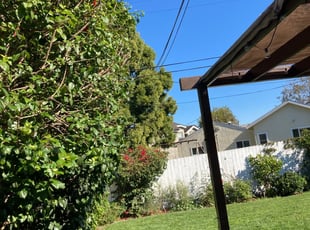 Bush Trimming by Cesar Grijalva for Trevor C. in Los Angeles, CA
