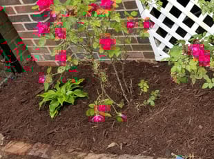 Bush Trimming by Terrence Hawkins for Nathan R. in Washington, DC