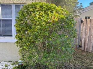 Bush Trimming by Jace Major for Karey c. in Margate, FL