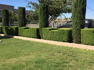 Bush Trimming by Fatima Sevillano for Ivan A. in Riverside, CA