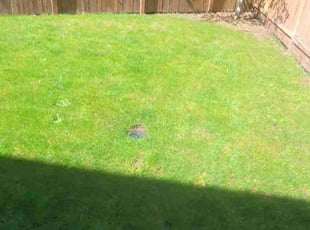 Aeration by Robert Gilleland for Yashpal S. in Bothell, WA