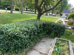 Bush Trimming by Laila Payton for Xu Z. in Bayside, WI