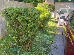 Bush Trimming by James Serio for Napthal S. in Rochester, NY
