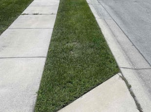 Sibyl d.'s Lawn Seeding service result
