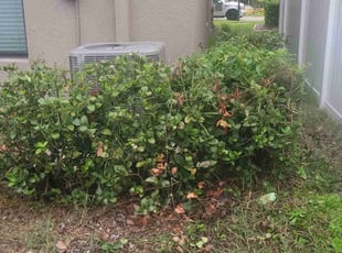 Bush Trimming by Sebastian Damaso for Justin H. in Ruskin, FL