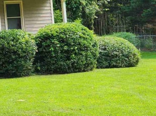 Bush Trimming by Willie P for David D. in Lithonia, GA