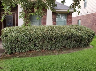 Bush Trimming by Shantharia Banks for Towana S. in Richmond, TX