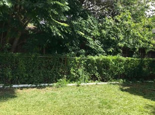 Bush Trimming by Jeremiah Williams for Sonia V. in Hollywood, FL