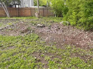 Leaf Removal by Rob Cordes for Ranya A. in Minneapolis, MN