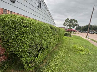 Roslyn H.'s Bush Trimming service result