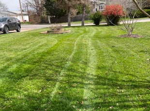 Mike S.'s Lawn Mowing service result
