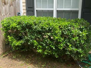 Bush Trimming by Almonte Marshall for Jonathan S. in Durham, NC