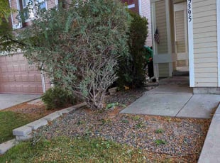 Bush Trimming by Johnny Hines for Cecilia M. in Aurora, CO