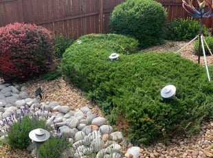 Bush Trimming by Brody Garth for Lisa K. in Aurora, CO