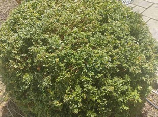 Bush Trimming by Daniel Burton for Deborah M. in Bolingbrook, IL