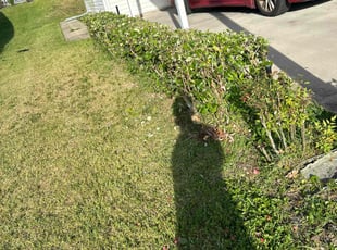 Bush Trimming by Hanif Ibn King for James M. in Zephyrhills, FL
