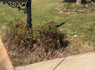 Bush Trimming by E Fiorucci for Kayla H. in Greer, SC