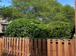 Bush Trimming by Thomas Souza for David H. in Silver Spring, MD