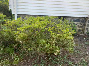Bush Trimming by Santana Reed for Suzanne W. in Baltimore, MD