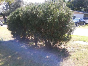 Bush Trimming by Tammy Melendez for John B. in Lakeland, FL