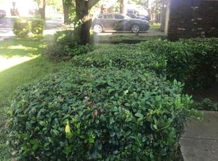Bush Trimming by Juan Uribe for Willie P. in Grand Prairie, TX
