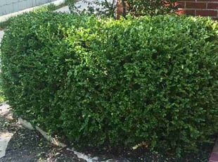 Bush Trimming by Reginald White for Joe S. in Kansas City, MO