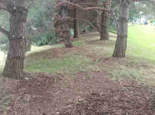 Weeding by Jeremiah Ripple for Saron M. in Lakeville, MN