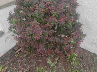 Bush Trimming by Daniel Burton for Terri K. in Joliet, IL
