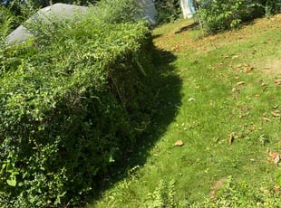 Roy R.'s Bush Trimming service result