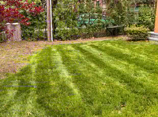 Leaf Removal by Robert Cain for Deirdre S. in Southfield, MI