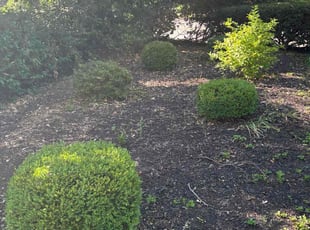 Bush Trimming by Marquis Coleman for Shane L. in St. Louis, MO