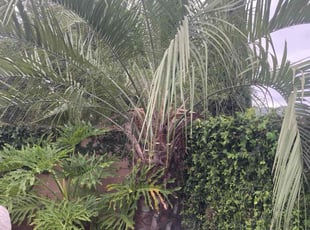 Bush Trimming by Hugo Lopez for Deborah F. in Temecula, CA