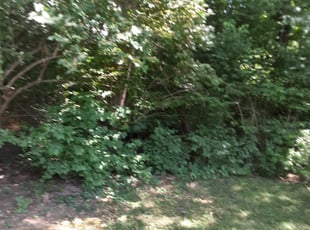 Bush Trimming by Caleb Patton for Nilda F. in Cincinnati, OH