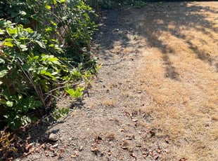 Weeding by Jae Ayres for Christine W. in Sammamish, WA