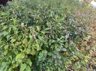 Bush Trimming by Eugenio PΓ©rez for Chad v. in Aurora, CO