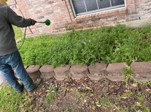 Weeding by Brennen Dikes for Junior A. in Arlington, TX