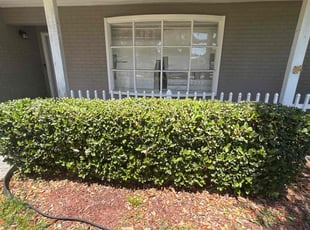 Bush Trimming by Ramon Taguja for Tasha B. in Valrico, FL