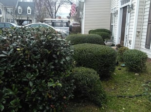 Bush Trimming by Adams Paiz for Rosa G. in Charlotte, NC