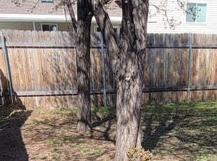 Bush Trimming by Delbert Jones for Constance C. in Meridian, ID