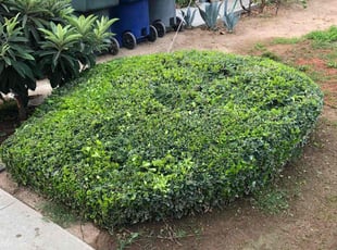 Bush Trimming by Johnie Parker for Jamie D. in Fresno, CA