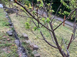 Isabel Z.'s Yard Cutting service result
