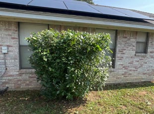 Bush Trimming by Manuel Gonzalez for Marion B. in Joshua, TX