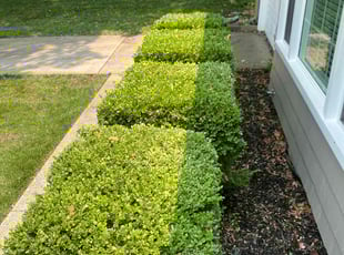 Bush Trimming by Garrick Murphy for Nick P. in Prairie Village, KS
