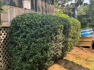 Bush Trimming by Quintrell Smith for Anna C. in Smyrna, GA