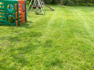 Sherie P.'s Lawn Mowing service result