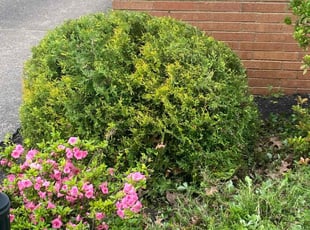 Bush Trimming by Marcus Williams for Rob P. in Cleveland, OH